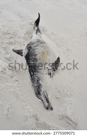 Decaying corpse of a dolphin that had washed ashore in the sand.