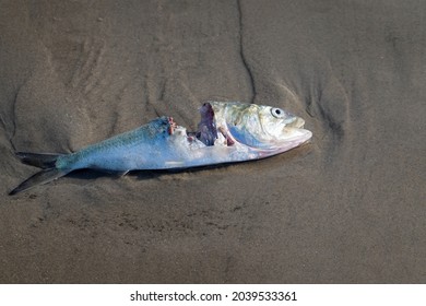 Decaying Dead Fish Portion Eaten Away Stock Photo 2039533361 