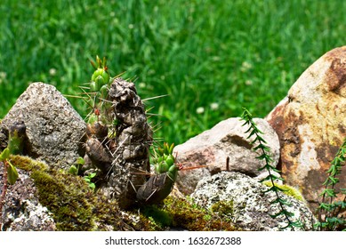 Decaying Eves Needle Cactus In Huascarán National Park Peru