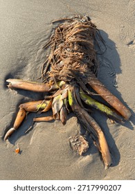A decaying plant root bundle washed up on a beach, partially wrapped in organic fibers.  Its weathered, tubular limbs give it an eerie, octopus-like appearance.