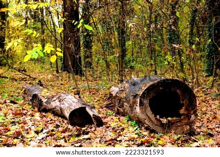 decaying, rotting large fallen tree caved and hollowed trunk. closeup view. yellow and green leaves. fall season. soft blurred background. autumn mood. dense wet fallen leaves, foliage and undergrowth
