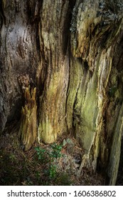 Decaying Scots Pine And Plant In Abernethy Caledonian Forest.