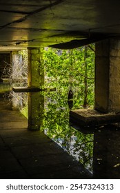 Decaying structure and dense greenery with reflections in the water