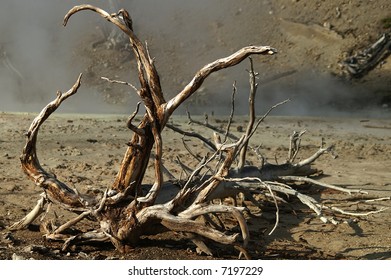 Decaying Tree In Harsh Environment; Yellowstone National Park, Wyoming, USA