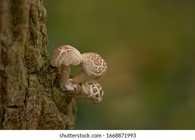 Decaying veiled oyster mushrooms growing on a treetrunk, selective focus - Pleurotus dryinus 
