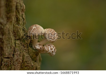 Decaying veiled oyster mushrooms growing on a treetrunk, selective focus - Pleurotus dryinus 