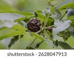 Decaying Walnut Fruit on Tree with Green Leaves in Natural Environment