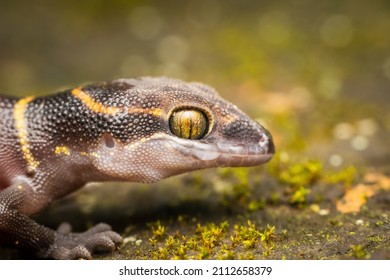 Deccan Banded Gecko, Geckoella deccanensis, India