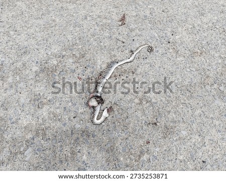 A deceased python lies on a rough asphalt road surface after a traffic accident. The reptile’s patterned scales and pale underside are visible, while decomposition has begun. The scene highlights wildlife road mortality and the impact of transportation on animals in human