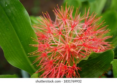 The December flower, which has the scientific name Scadoxus multiflorus, is a tuber plant originating from Africa (Senegal) which then spread to Somalia and to southern Africa.