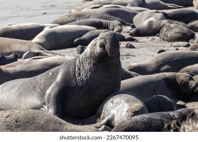 December Thru February is the Elephant Seal“Breeding Season.” Each fall, yearling seals “hang out” on the beaches during the “Fall Haul Out Season.”
