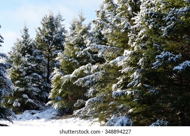 December White Spruce (Picea Glauca)