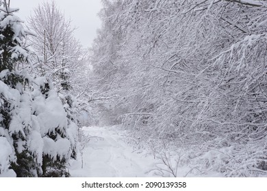 December Winter Forest Trail Snowfall