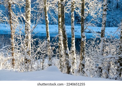 December's dreamy frosty morning. Beautiful winter cold landscape in blue tones, frost on scenic tall grass copse, winter frosty day with frost trees - Shutterstock ID 2240651255