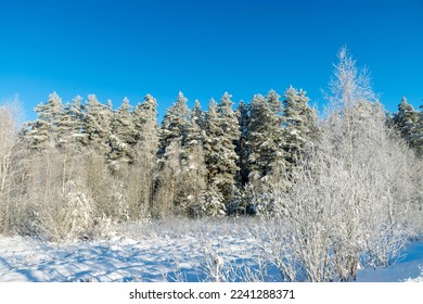 December's dreamy frosty morning. Beautiful winter cold landscape in blue tones, frost on scenic tall grass copse, winter frosty day with frost trees - Shutterstock ID 2241288371