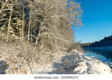 December's dreamy frosty morning. Beautiful winter cold landscape in blue tones, frost on scenic tall grass copse, winter frosty day with frost trees - Shutterstock ID 2255095171