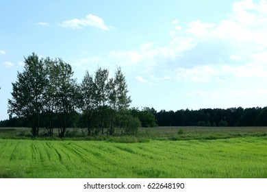 deciduous