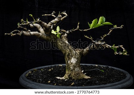 Deciduous bonsai tree without leaves, showing detailed branch structure and intricate ramification. Beautifully pruned miniature tree in winter silhouette style isolated on black background