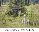 The deciduous eastern larch grows in the unique environment of the tamarack bog of the Wisconsin North Woods.
