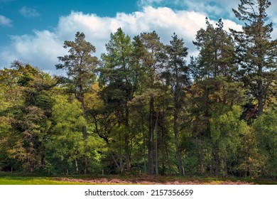 A deciduous forest is a biome dominated by deciduous trees which lose their leaves seasonally. Another name for these forests is broad-leaf forests because of the wide, flat leaves on the trees  - Shutterstock ID 2157356659