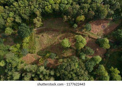 Deciduous Forest Clearing Aerial Photo