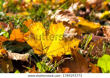 Similar – Image, Stock Photo manifestation Autumn Tree