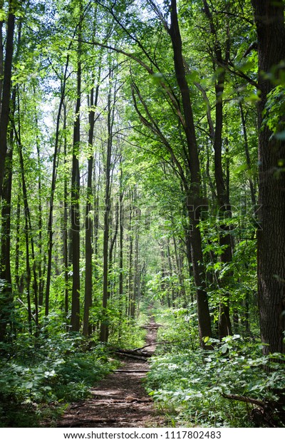 Deciduous Forest Flora Fauna Summer Landscape Stock Photo (Edit Now ...