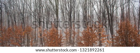 deciduous forest and shrub with unsigned foliage in November, foggy morning. Web banner for design.