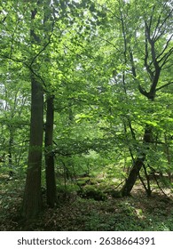 a deciduous forest in spring