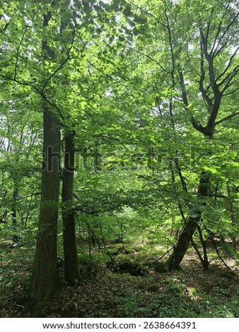 a deciduous forest in spring