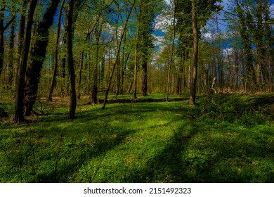 Deciduous Forest In Spring, Complete Forest Floor Overgrown With Bush Anemone Plants