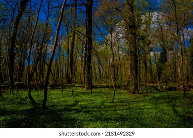 Deciduous Forest In Spring, Complete Forest Floor Overgrown With Bush Anemone Plants