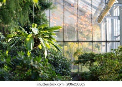 Deciduous plants growing in greenhouse covered with green foliage during autumn season outdoors. Exotic trees and bushes inside old orangery. Winter garden interior with potted flowers. Botany concept - Powered by Shutterstock