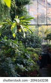 Deciduous plants growing in greenhouse covered with green foliage during autumn season outdoors. Exotic trees and bushes inside old orangery. Winter garden interior with potted flowers. Botany concept