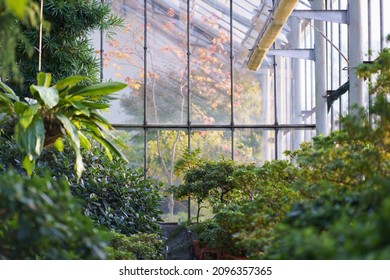 Deciduous plants growing in greenhouse covered with green foliage during autumn season outdoors. Exotic trees and bushes inside old orangery. Winter garden interior with potted flowers. Botany concept