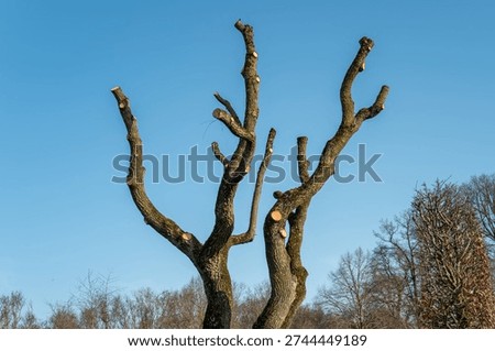 Deciduous pollard tree with bare branches pruned during winter season
