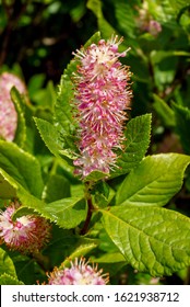 The deciduous shrub 'Ruby Spice' summersweet (Clethra alnifolia 'Ruby Spice'), also known as sweet pepperbush, in flower