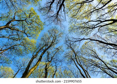 Deciduous Spring Forest Trees Upward View Against Sky, Treetops