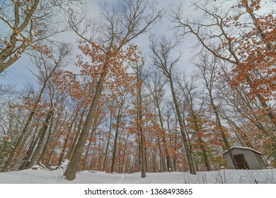 Deciduous tree forest in the winter near Governor Knowles State Forest in Northern Wisconsin - ground looking up to the trees and sky