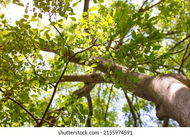 Deciduous tree with green foliage on a sunny day, branches, crown view from below. Green forest in spring or summer. Sun shining through lush foliage. Nature, ecology concept. Looking up from bottom.  - Powered by Shutterstock