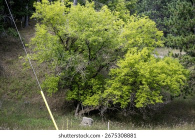 A deciduous tree in the holler