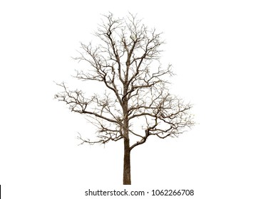 Deciduous Tree Isolated On White Background Stock Photo 1062266708 ...