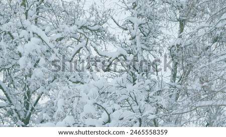 Deciduous Tree Like Birch Tree Bare And Leafless Covered In Snow Burdens. Freeze Branches Leaves Under Snow.