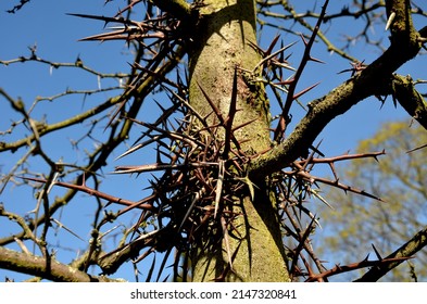 is a deciduous tree, native to North America. It grows to a height of 20-30 m and forms a tree with a sparse, ovoid crown. On the trunk are conspicuous, up to 10 cm long, shiny thorns.