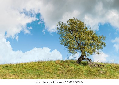 原っぱ の画像 写真素材 ベクター画像 Shutterstock