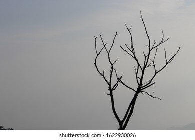 The Deciduous Tree And Sky In Yearcaud Hill, Salem,india