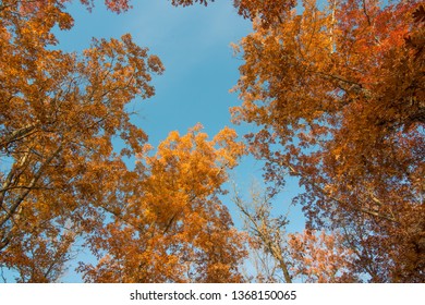 Deciduous trees in Autumn with some fall colorful leaves in Governor Knowles State Forest in Northern Wisconsin - looking from ground up to the sky