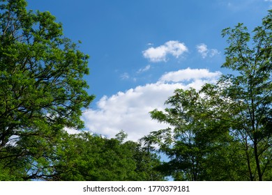 Deciduous Trees With Blue Sky And White Clouds. Treetops.