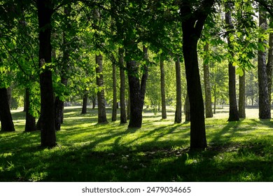 deciduous trees in the park on a sunny day, trees growing in the park in spring - Powered by Shutterstock