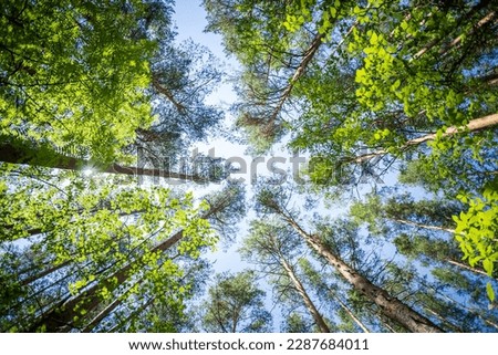 Deciduous trees and tall pines tops against sky. Tops of deciduous trees and tall pines in sunny forest. Forest spring, summer landscape. Low angle. Wide angle lens shot. Bottom view. Selective focus.